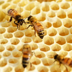 Miel de sapin : un miel de caractère