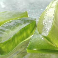 Utiliser l’Aloe vera pour une remise en beauté rapide