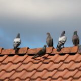Comment faire fuir les pigeons de son toit ?