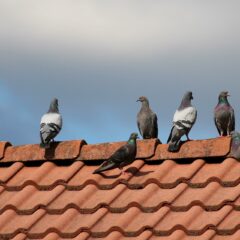 Comment faire fuir les pigeons de son toit ?